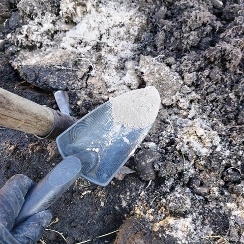 Осенняя перекопка с пользой: как доломитовая мука помогает подготовить почву на несколько сезонов