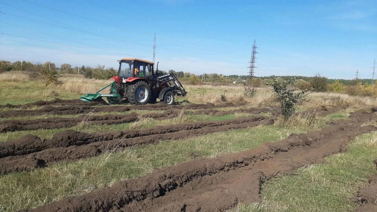 В субботу в Курске высадят 8 тысяч дубов