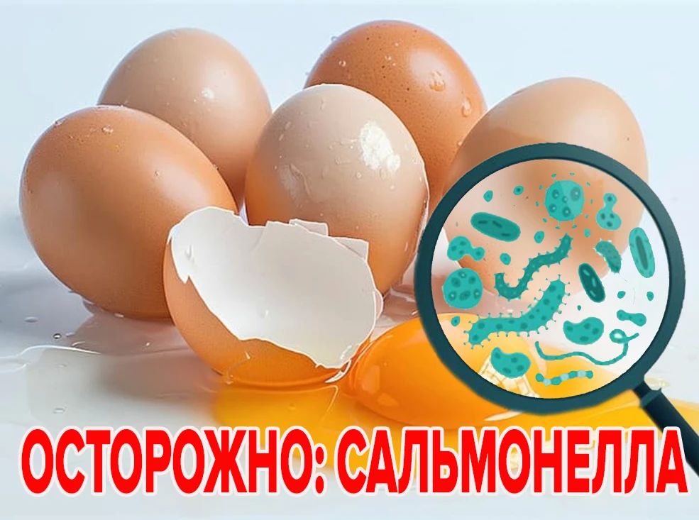 Яйцо – ценный пищевой продукт