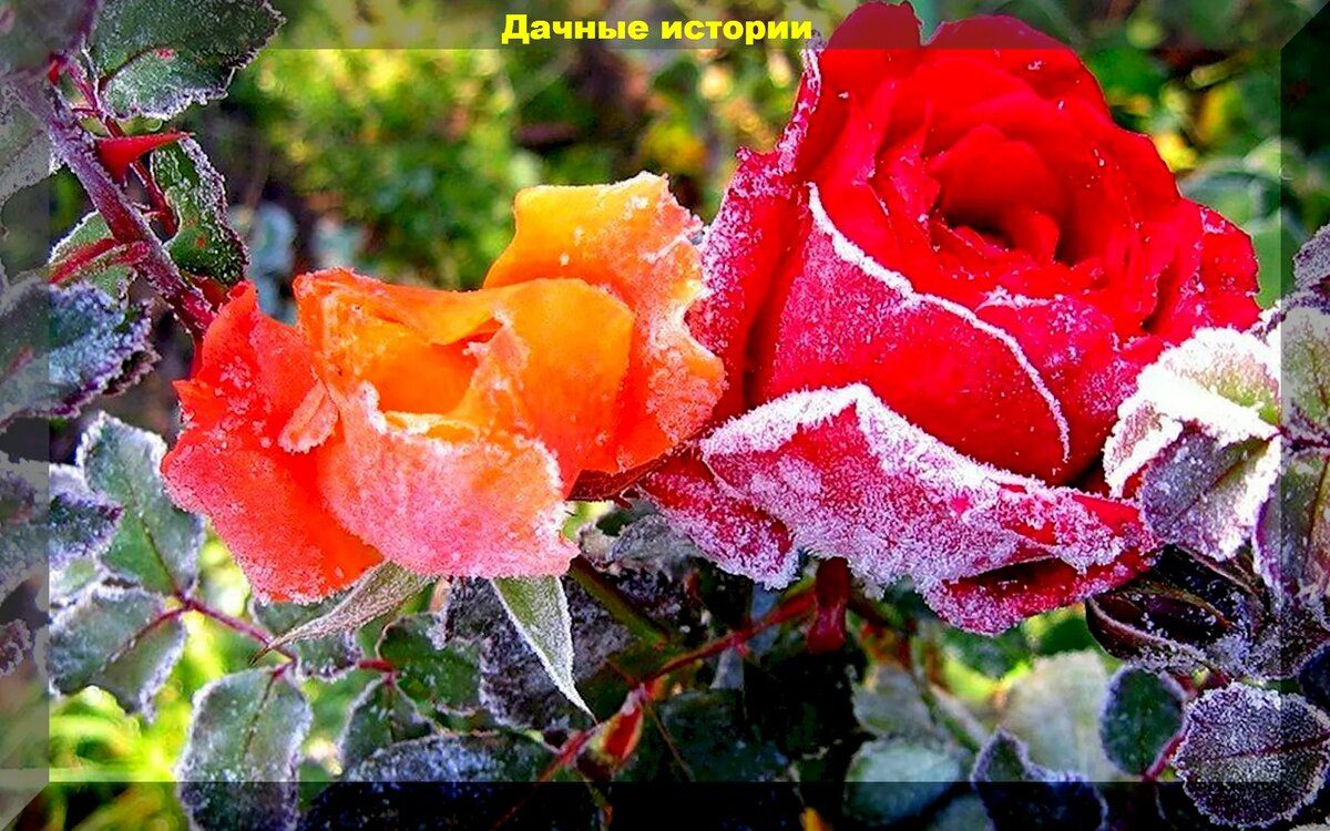 Розы без капризов: как ухаживать за кустами и защитить их зимой