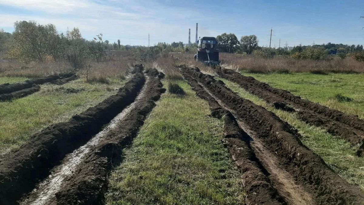 В субботу в Курске высадят 8 тысяч дубов В субботу в Курске высадят 8 тысяч дубов