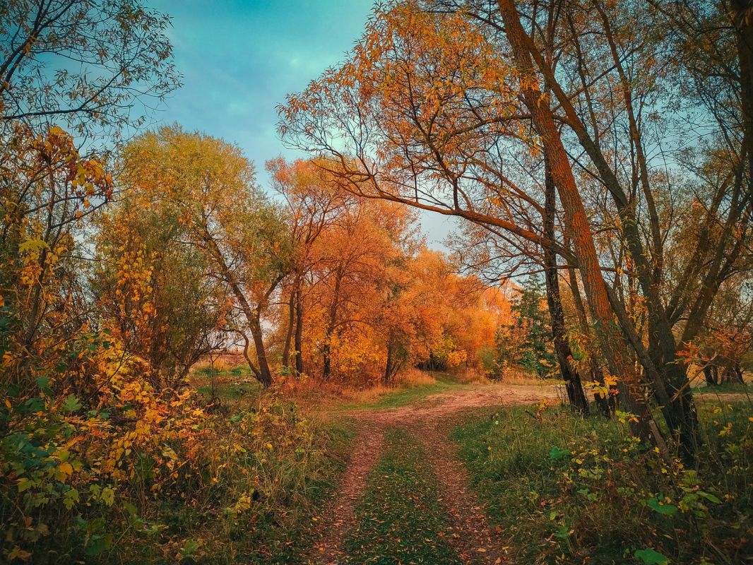 Краски осени. Фото: Александр Башкеев