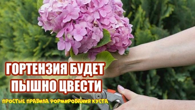 Как сформировать метельчатую гортензию: секреты пышного цветения и красивого куста