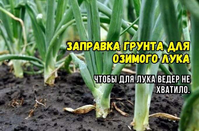 Озимый лук вырастет крупнее: три ошибки при подготовке почвы, которые могут погубить урожай