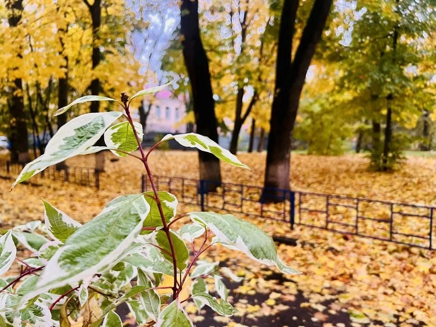 Ближайшие несколько дней жителей Курской области ждет дождливая погода
