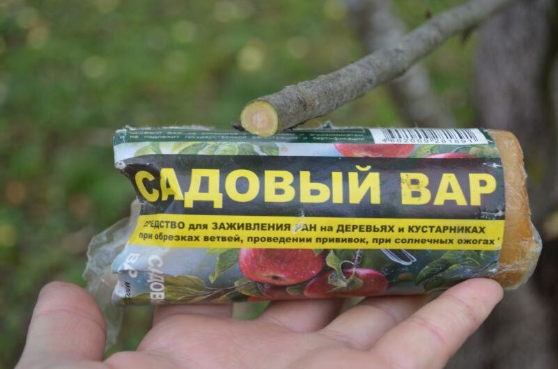 Чем обработать срезы после обрезки: пять средств и важные правила