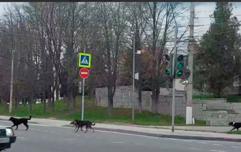 Куряне продолжают сообщать в соцсетях о большой стае бродячих собак, которые бегают по центру города - в районе цирка, Полугоры, улиц Дзержинского, Красной Армии и Добролюбова