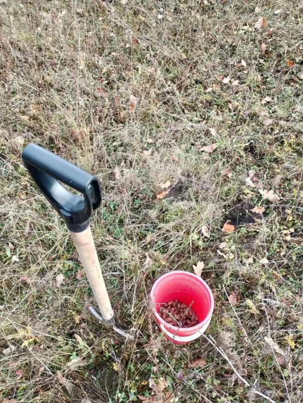 В Щигровском районе заложили байрачную дубраву В Щигровском районе заложили байрачную дубраву