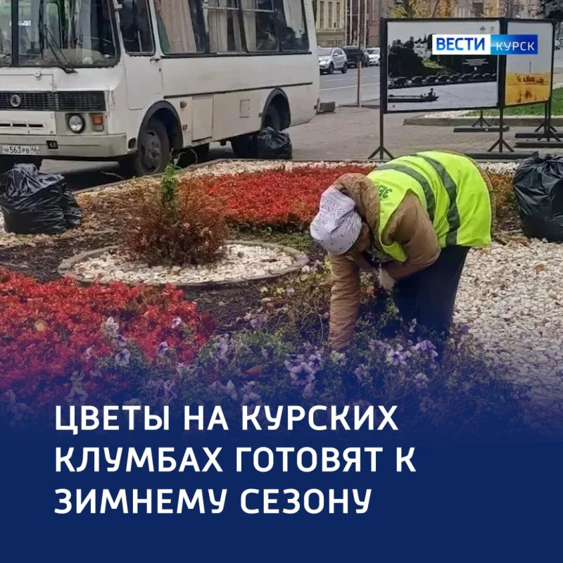 «Зимой цветы особенно нежны...» — в Курской области готовят клумбы к холодам