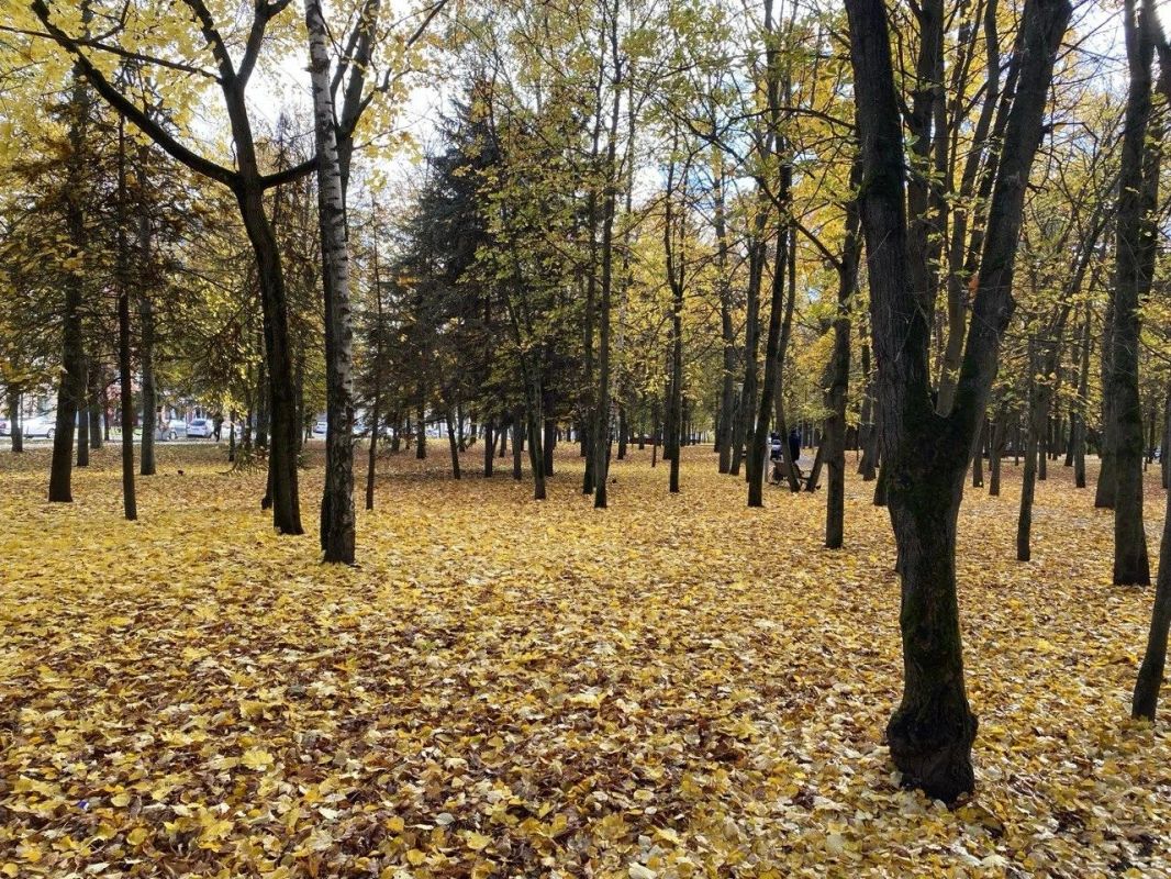 В Курской области на смену "осеннему лету" пришла тёплая осень