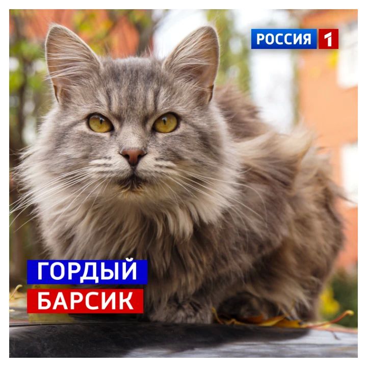 23 октября, пятница. Сегодня Мeждунapoдный дeнь cнeжнoгo бapca