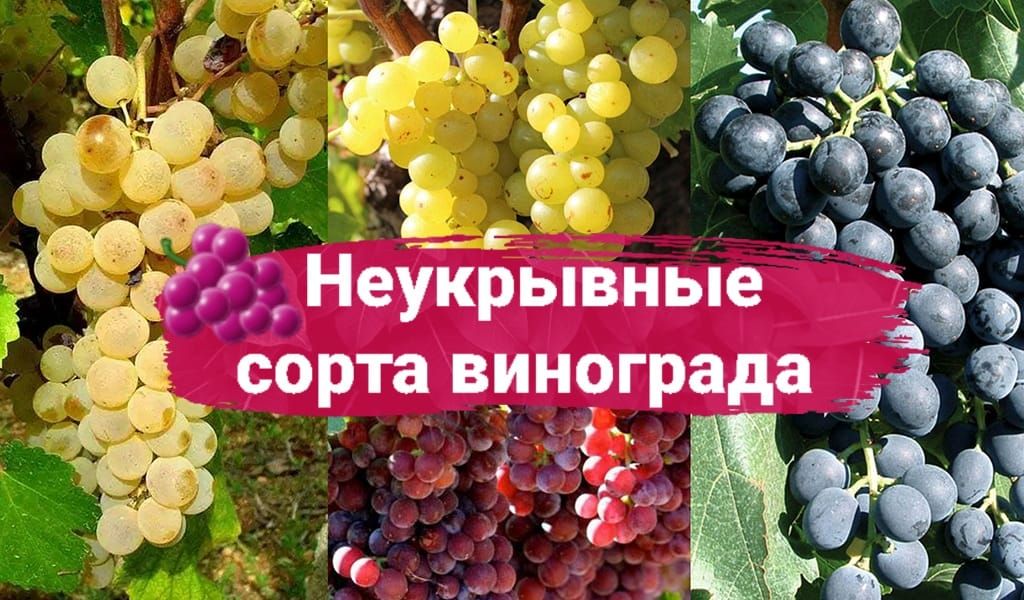 Лучшие сорта неукрывного винограда