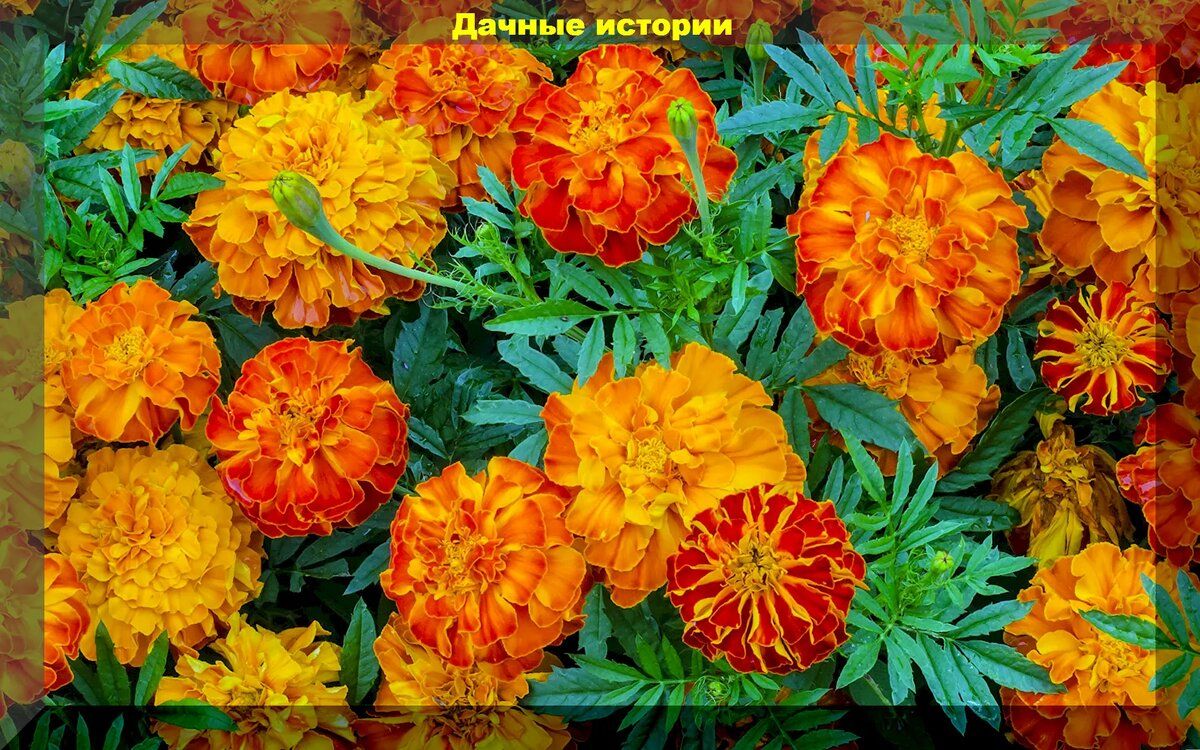 Октябрьская забота о саде: что успеть до первых морозов