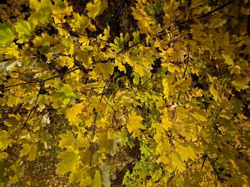 Сухо и ясно: на Курскую область надвигаются ночные заморозки