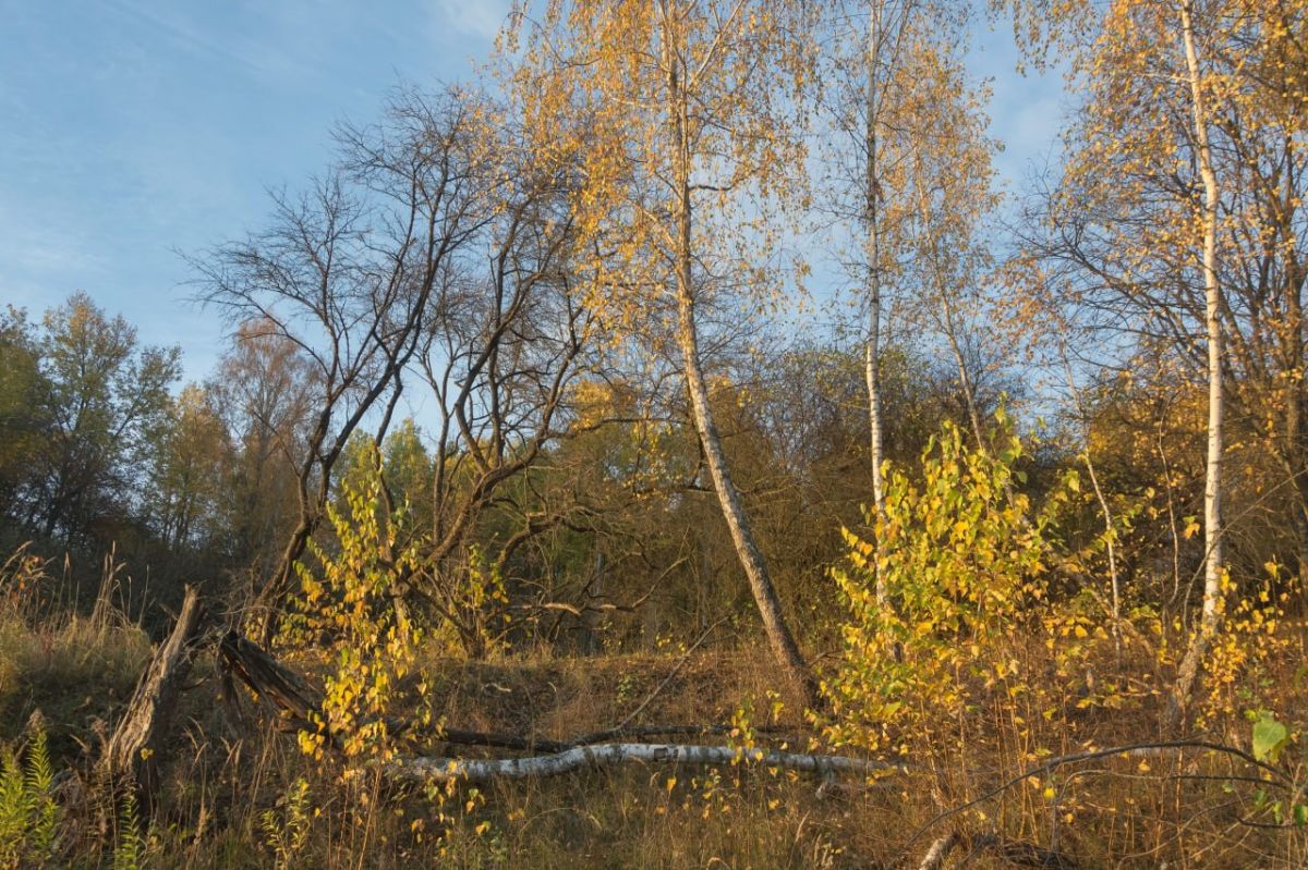 В лесах Курской области завершён пожароопасный сезон В лесах Курской области завершён пожароопасный сезон