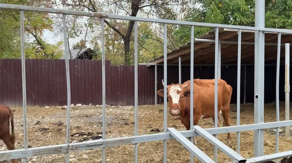 В Сунже на специализированную штрафстоянку доставлены 6 голов скота