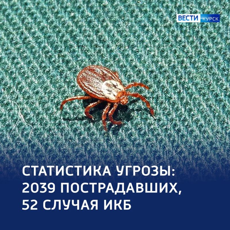 Клещи не уходят: более двух тысяч пострадавших — на конец октября