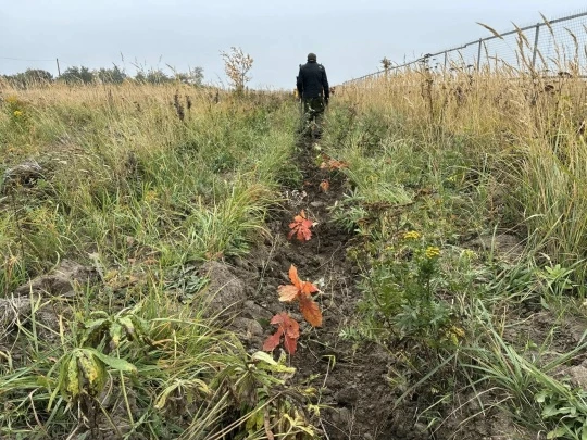 В Курском районе создана защитная лесополоса вокруг полигона ТБО