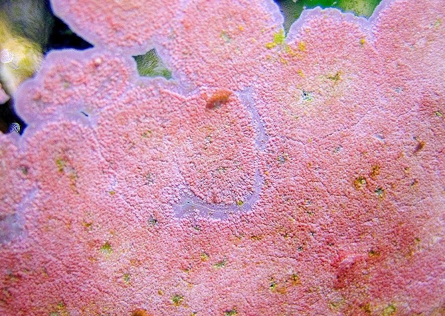 Уникальные подводные леса: исследование мироуспеха морских водорослей