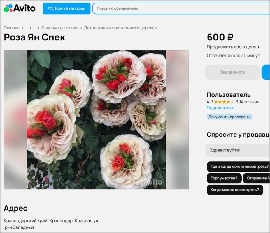 Разгадка цветочных мифов: растительная загадка роз с зеленым центром