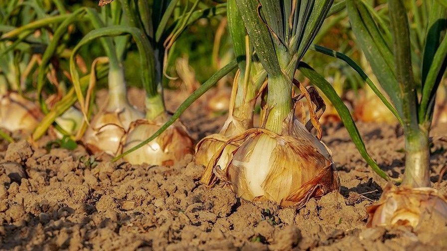 Как эффективно выращивать лук: секреты финской технологии