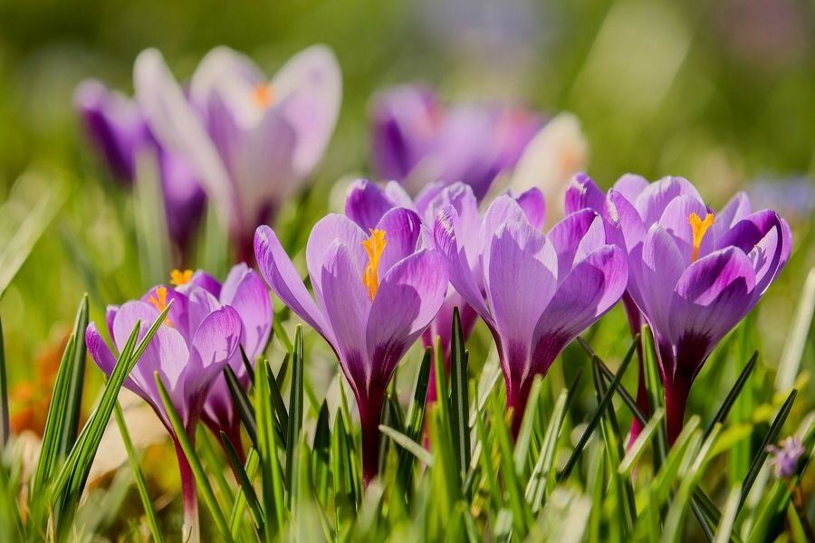 Весна пришла: первые цветы, пробуждающиеся в саду