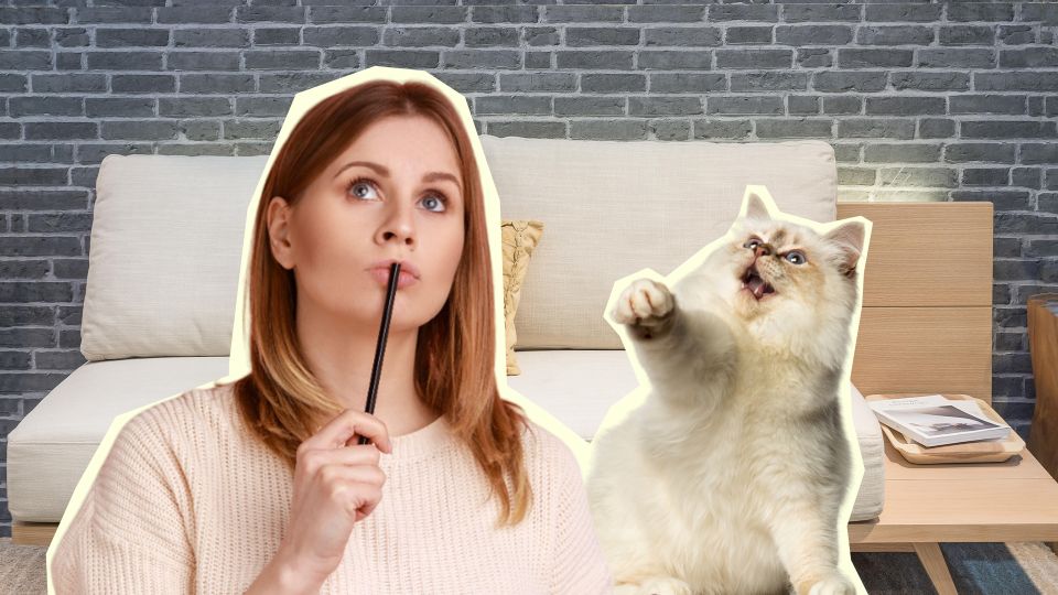 Вот какие вещи в доме раздражают вашу кошку: спрячьте их подальше