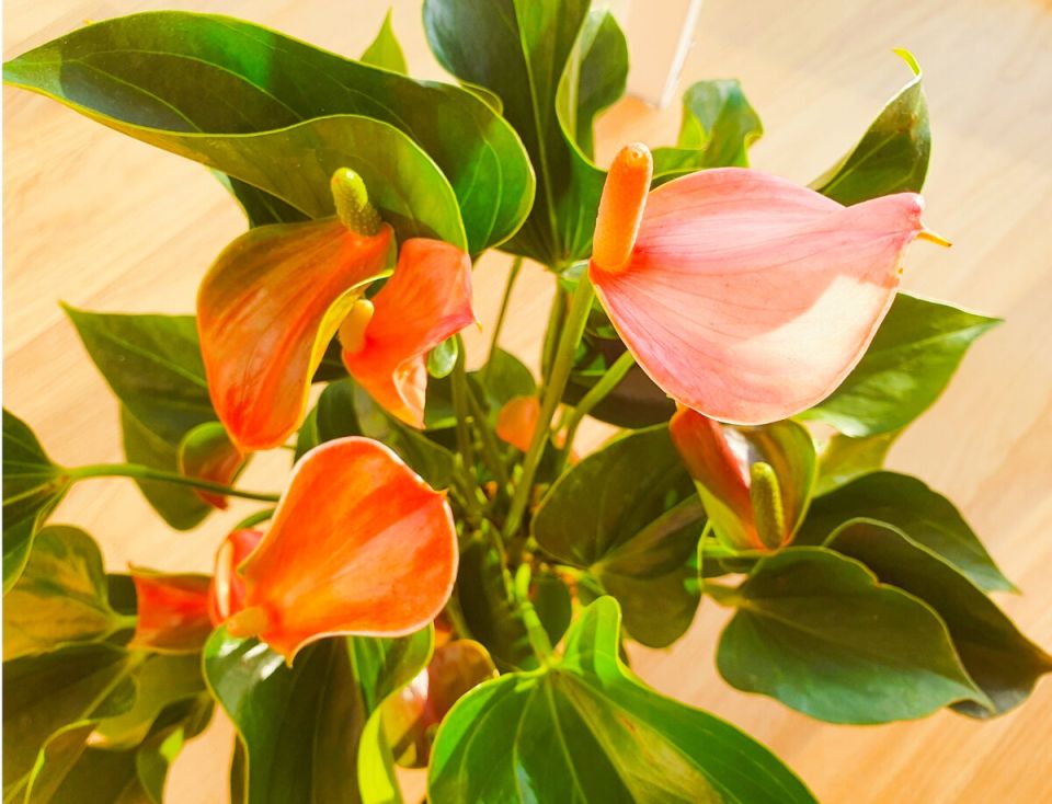 Создание идеального грунта для антуриума