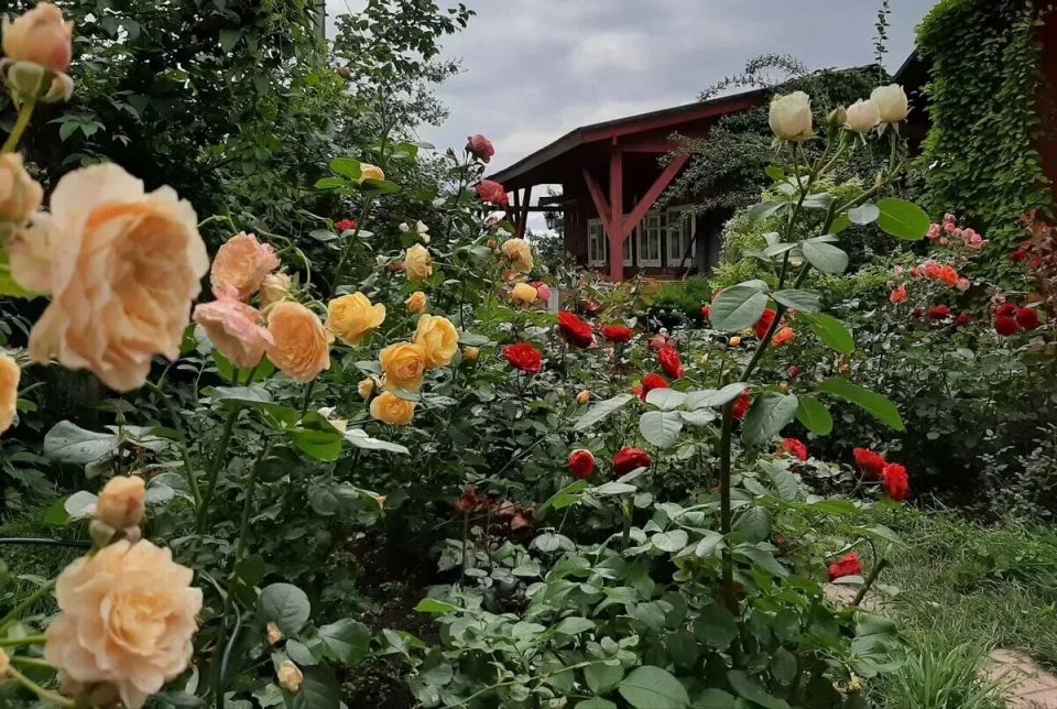 Розы в конце июля: Как подготовить королеву сада к осеннему цветению и зимовке