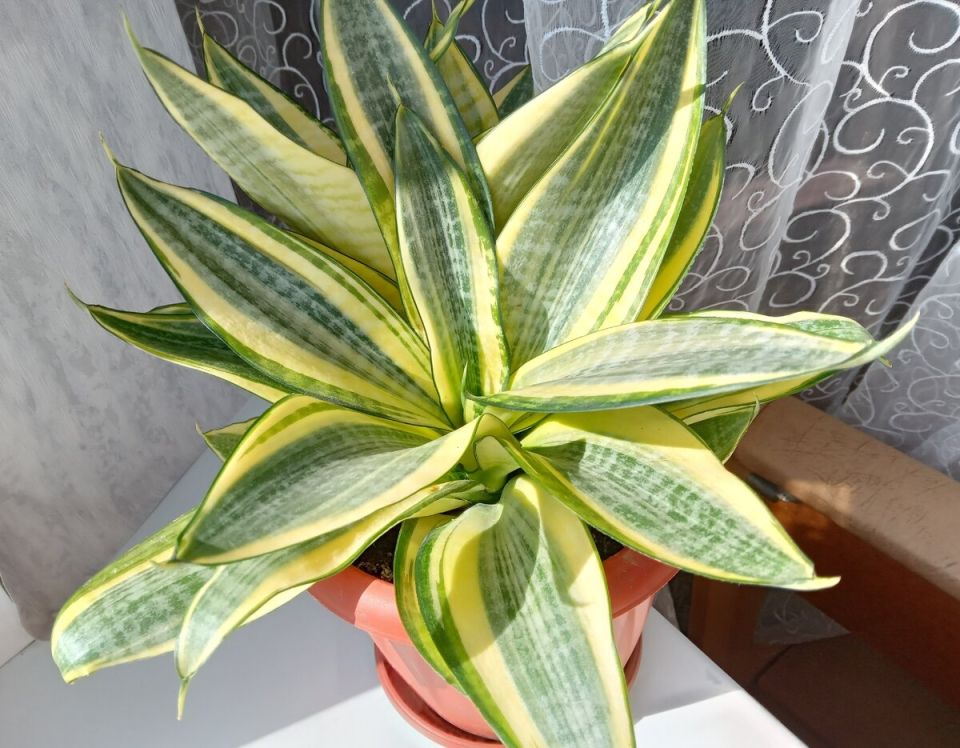 Сансевиерия 'Ханни Голден': восхитительная неприхотливость гардении для вашего интерьера