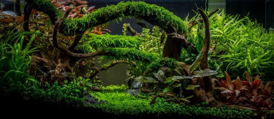 Погружение в мир акваскейпа