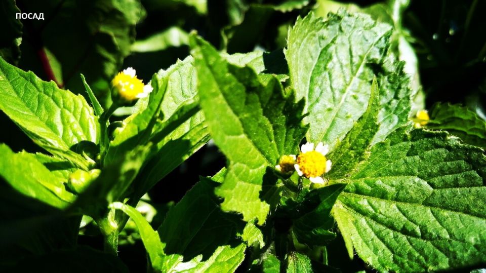 Опасный сорняк: как американка угрожает вашим грядкам