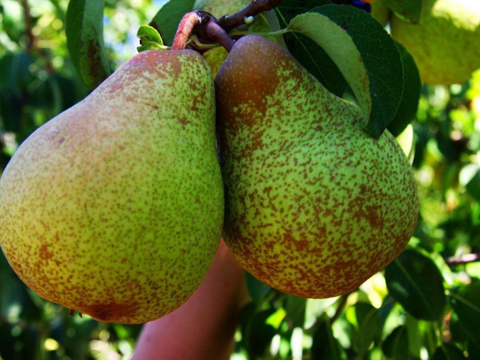 Причины жесткости и безвкусия груш: что могло пойти не так