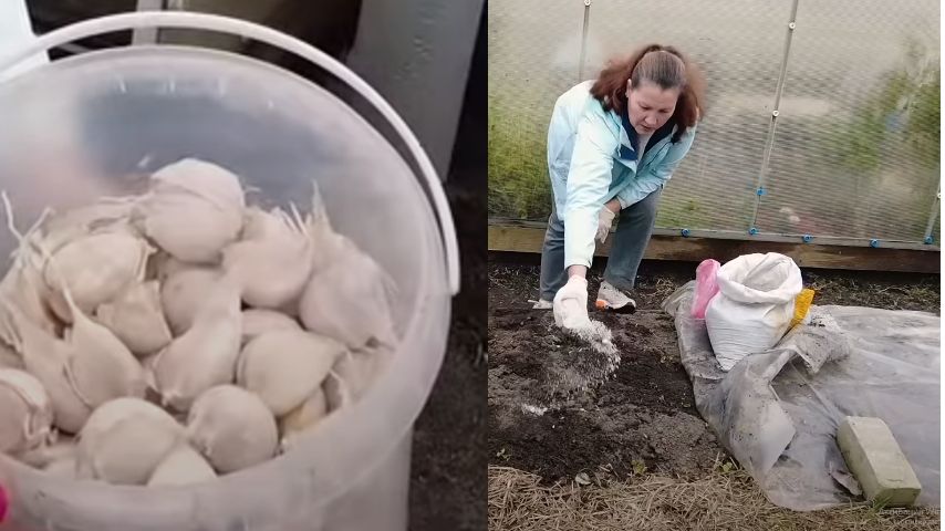 Как подготовить грядки для озимого чеснока: секреты успешного урожая