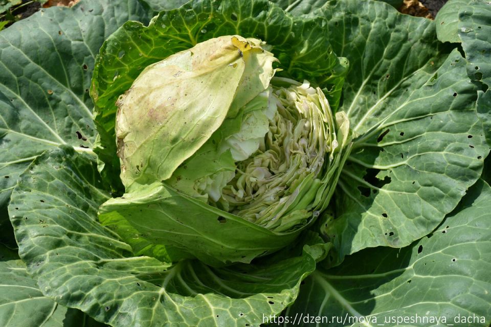 Как избежать трещин на капусте: пять секретов для огородников