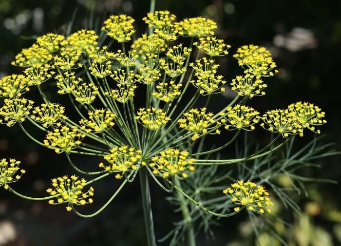 Как вырастить укроп без цветения: секреты садоводов