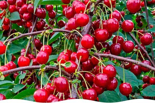 Сладко-кислая радость для вашего сада: вишня Память Еникеева