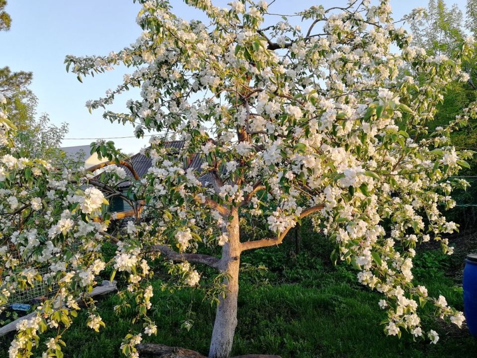 Как омолодить яблоню: секреты успешной обрезки для плодовитости