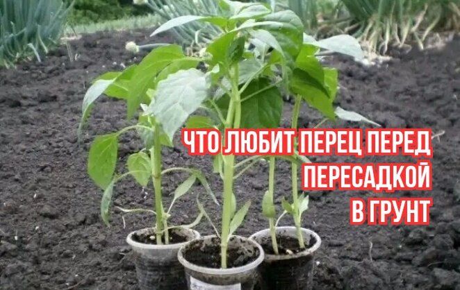 Секреты успешной рассады перца: как избежать вытягивания и истончения стеблей