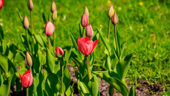 Весна на пороге: как правильно подкормить тюльпаны для пышного цветения