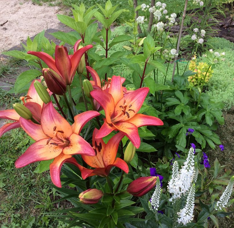 ����������� �����: ������� ��������� ����� � �����������