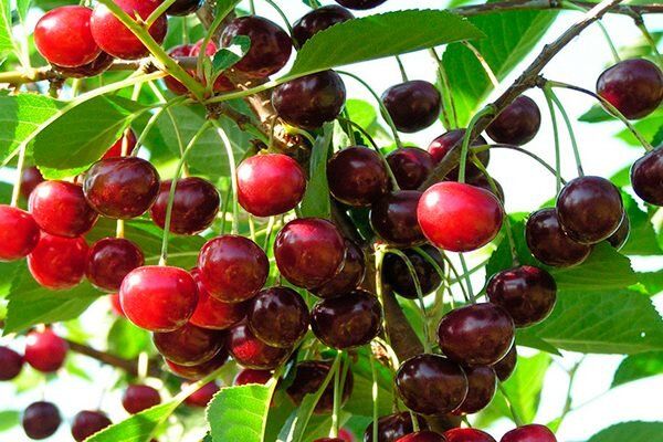 Вишня Гирлянда: идеальный выбор для вашего сада