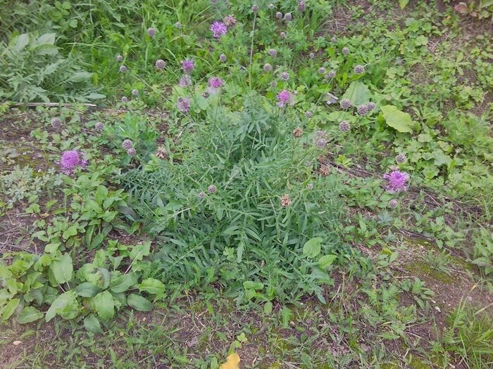 ������ �����������: ��������� ������� �� ����� � ��������