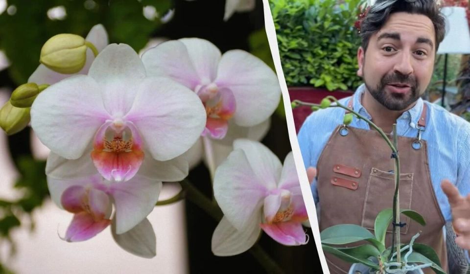 ������� ���������� �������� �������: ��� �������� ������� ������