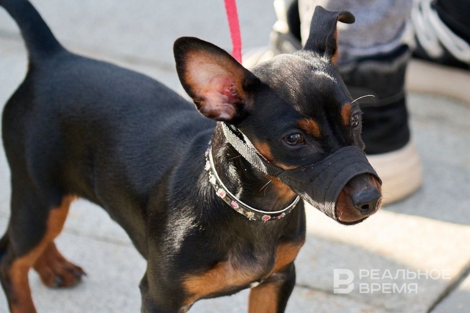 Новый законопроект в Госдуме: контроль за разведением домашних животных