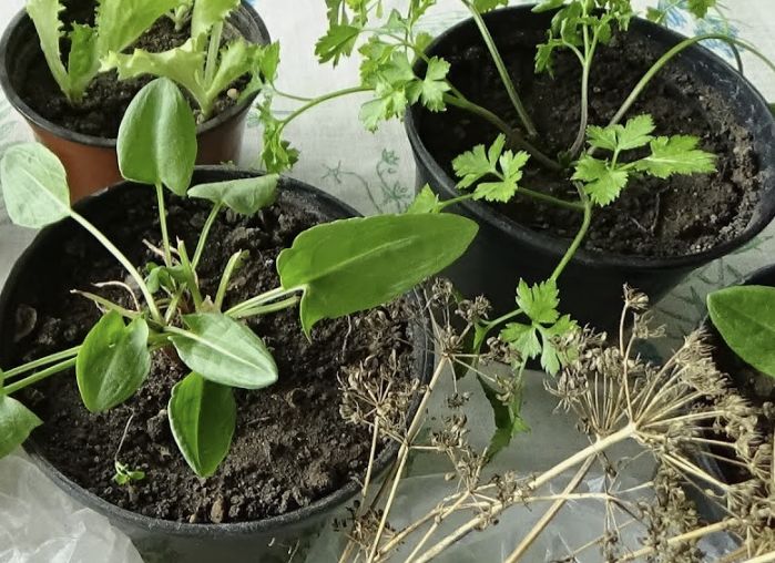 Получите свежую зелень на подоконнике: секреты удобного выращивания многолетников
