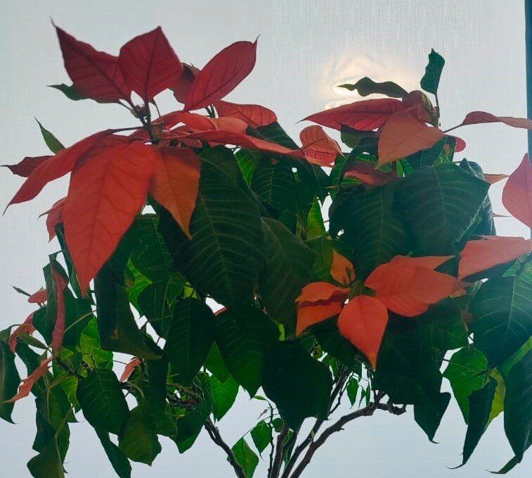 Чудеса в горшке: как привнести жизнь в уставшую пуансеттию