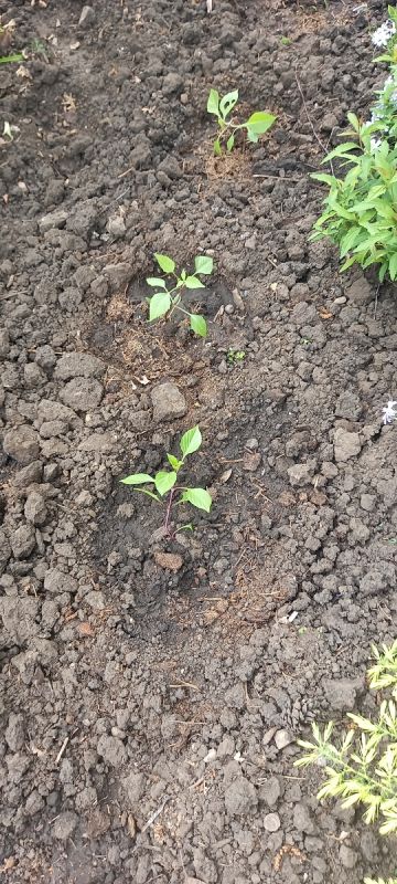 Почему рассада желтеет после высадки: важные факторы и советы по уходу