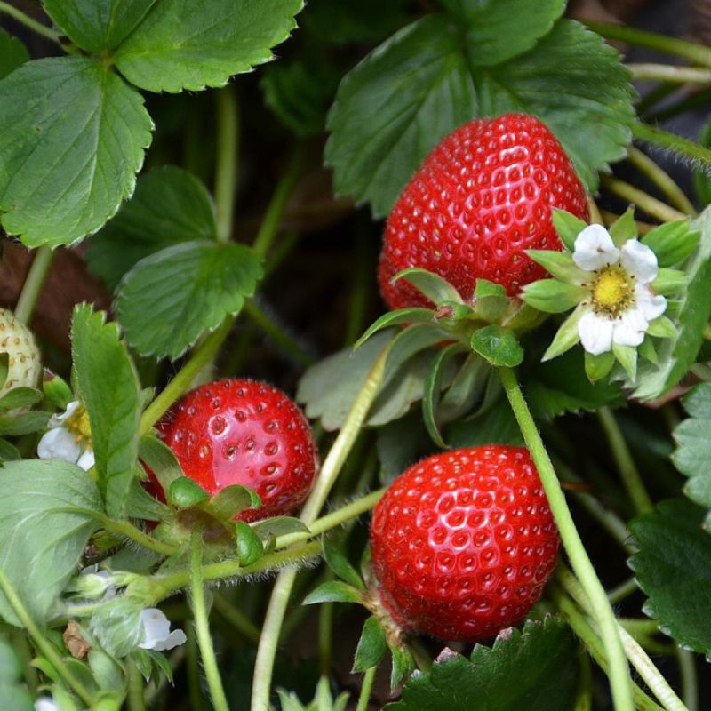 ��� ������������ ����� ����� ��������: ������ �������� ��� ������ ����