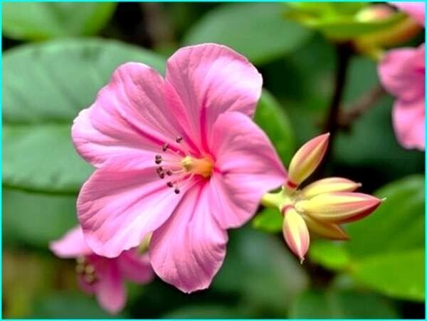 ��������: ������ ��������� ������ ����